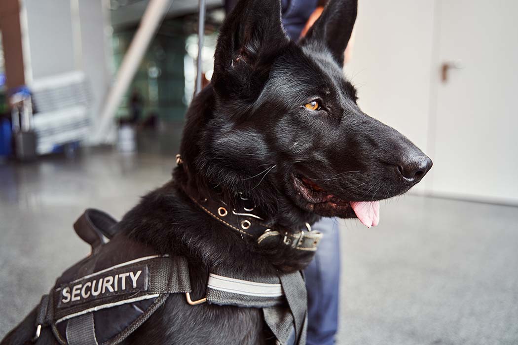 K9 Patrolling